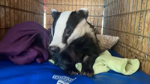 A badger lies on a blue mat with coloured towels and cushions in a large cage