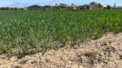 A field of green crops with dry cracked soil below and farm buildings in the background