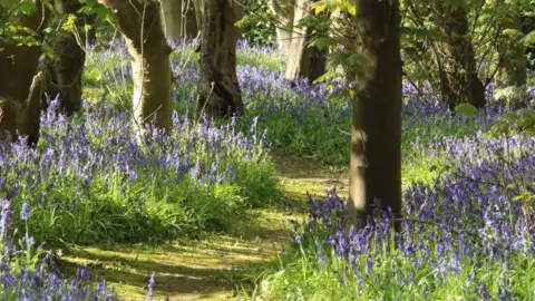 Harlaxton Manor A woodland path among trees and surrounded by bluebell flowers. The sun is shining through the branches creating a mix of light and shadows on the ground.