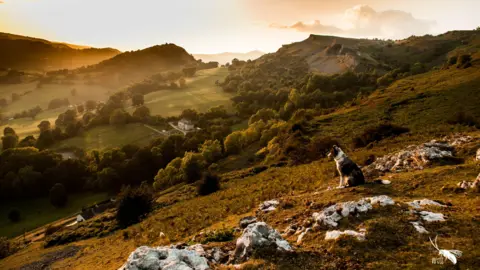 Will Hawkes Photography A dog looking out on the hills of north-east Wales. The sun is setting and the green hills are covered in a golden-hue.