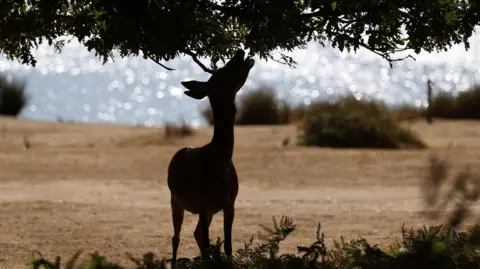 Reuters A deer reaching up to eat leaves from a tree in Richmond Park.