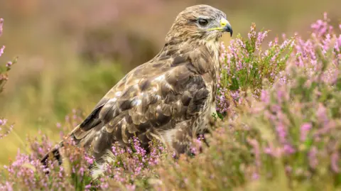 A buzzard sitting among purple flowering heather and grass