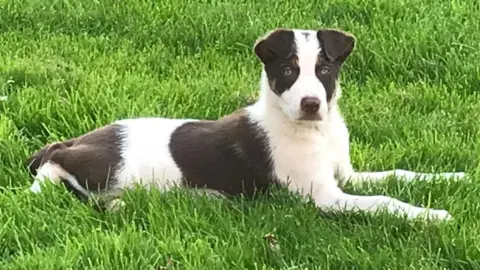Thomas Conway A sheepdog lies in a field of green grass