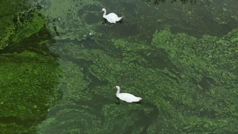 PA Swans swim across a lake covered in blue-green algae. 