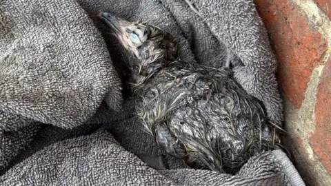 Supplied A close-up of a gull chick covered in what appears to be some sort of oil. It is resting on a towel.