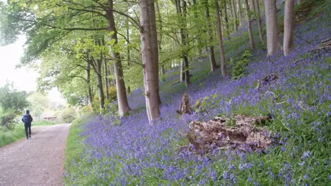 Bluebells on a grassy bank in a forest with a path running alongside the trees
