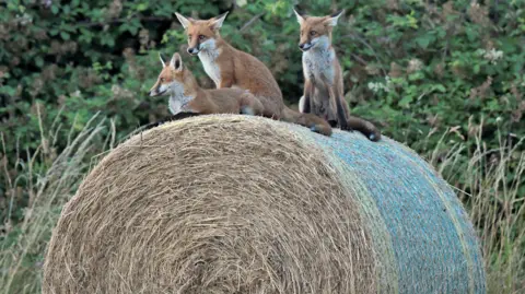 Dan Beaman Three foxes sitting on top of a hay bale. One is lying down, two are sitting up. Trees are behind them. 