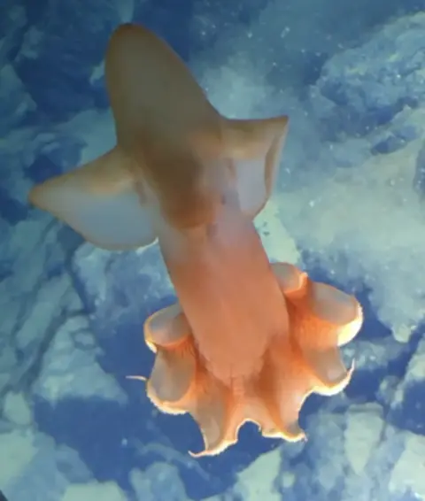 Heather Stewart INKFISH Rare Cirrate Octopus at 5,800m water depth