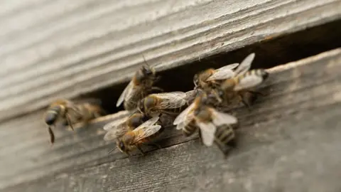 BBC Bees on a hive