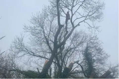 Three Rivers District Council Person climbing tree