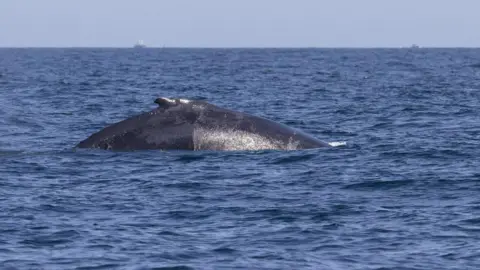 John Ovenden Photography Whale in waters in Jersey