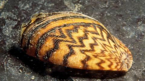 Stripy mussel shell 