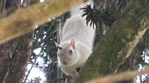 A squirrel in a tree, seen through multiple branches. It is completely white with pink eyes, nose and ears.