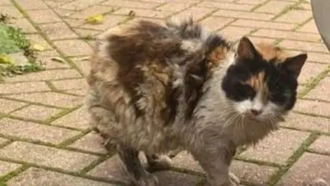 Janine Yarnell A cat looking matted, muddy and scared. It's fur is sticking up. The cat is outside on a pavement 