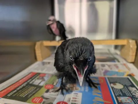 Brinsley Animal Rescue Two black jackdaw fledglings in a metal cage, one has no feathers on its head or chest and is very small. The other is in the centre of the cage squawking at the camera.