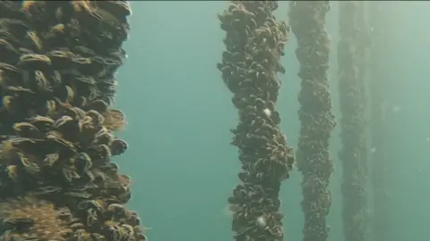 An underwater photo showing ropes hanging in the sea which are covered in mussels