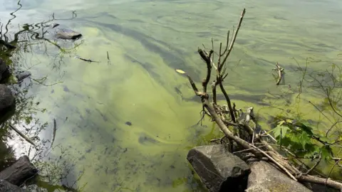 Greenish coloured water laps at the edge of the lake. Algal blooms are clear on the top of the water. Sticks and rocks mark the water's edge.