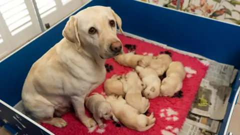 Guide Dogs Sylvia with her puppies