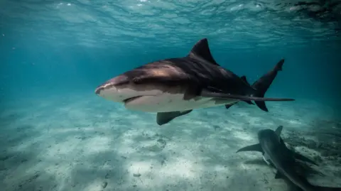 A shark swimming over a sandy sea floor where another shark lays
