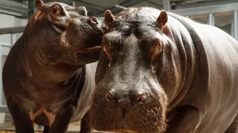 A close up image showing the two new hippos that have arrived at Longleat. The one in the foreground is looking at the camera while the other one looks off to the right.
