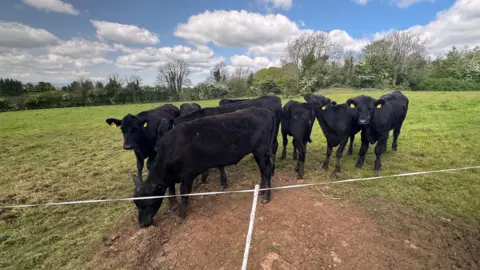 A small herd of black Aberdeen Angus cattle in a green field on a sunny day. The cattle are standing close together, some are looking at the camera.