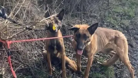 Two dogs tied up to a tree, one on all fours, with ribs seen through its skin and patches of missing fur, while the other is sat down. They are on a muddy and stoney grass verge with branches near their faces. 