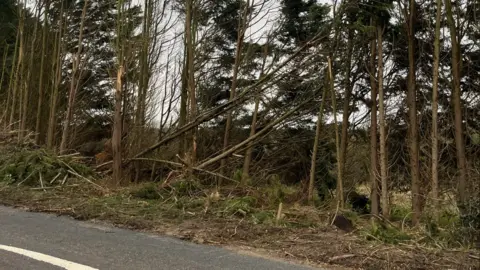 A row of spindly trees stand at the edge of a road, with green leaves on the top branches only. Some trees lie at a severe angle and look certain to fall soon. Broken branches and tree debris surround their bases. 