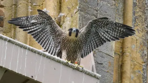 A peregrine falcon spreads its wings while sat on a platform with the abbey's façade behind it. The bird has brown and black patterned feathers across its body.