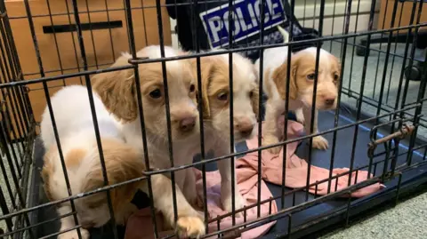 Four seven-week old cocker spaniel puppies. They are white with brown patches around their eyes. They are standing together in a dog crate in a police station. A police vest leans against a chest of drawers in the background.