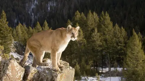 Puma, with light beige fur and pricked ears, stands on rocky perch before green pine trees and mountain face, above snow-covered ground