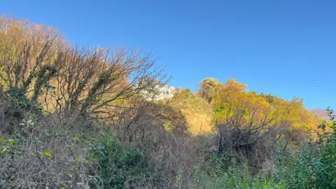 A forested hillside. It is sunny. The trees are without leaves.