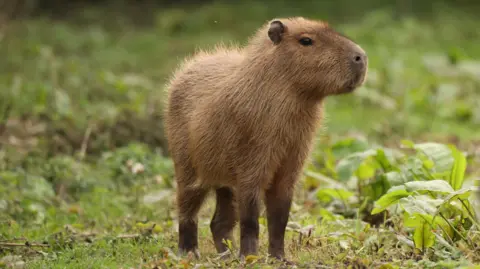 Hoo Zoo and Dinosaur World A capybara, a large rodent, stands sideways to the camera with vegetation in the background.