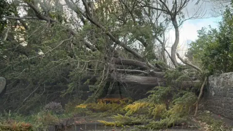 A fallen down tree in Rue de Friquet in Guernsey. The tree is on its side. The sky is blue and grey.
