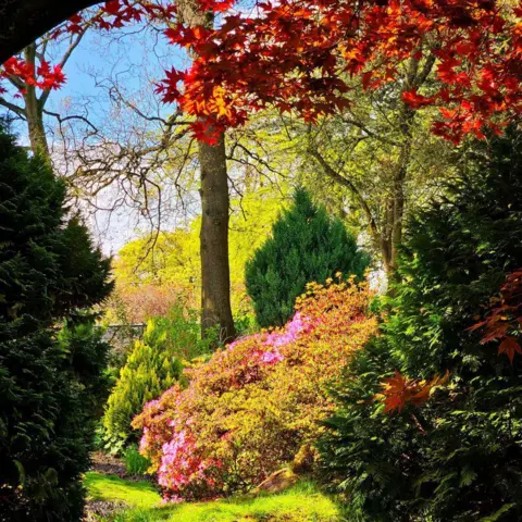 Alan Forrester Reds, pinks and greens make this leafy garden scene look very colourful.