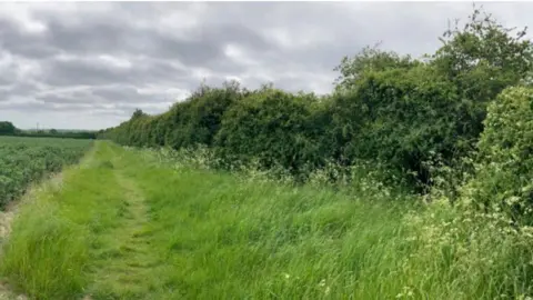 Local Democracy Reporting Service A hedge running down the right side of a field, with grass and plants growing to the left.