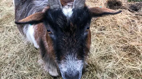 Dawn Dingwall A black, brown and white goat.