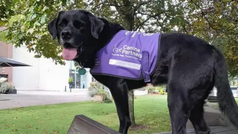 Cheryl Alexander A black Labrador, wearing a purple vest, sticks its tongue out.
