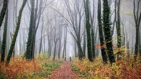 Hev A forest footpath is covered in brown leaves, spindly trees with trunks covered in leaves are on either side. A man walks in the background.
