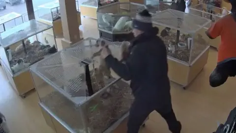 CCTV image of a man grabbing two puppies from a crate in a pet shop