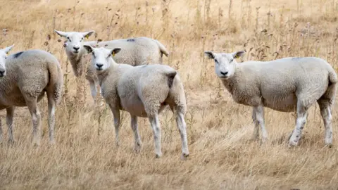 Sheep stood in a field with yellow grass.