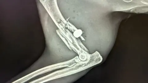 Purton Cattery An X-ray of Simba's leg which shows a pellet that has torn through one of the bones in his leg.