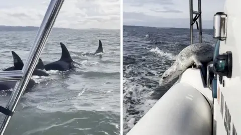 On the left of the image, the dorsal fins of three orcas can be seen cutting through turquoise water. On the right of the composite image, a seal is pictured curved over the side of a boat.