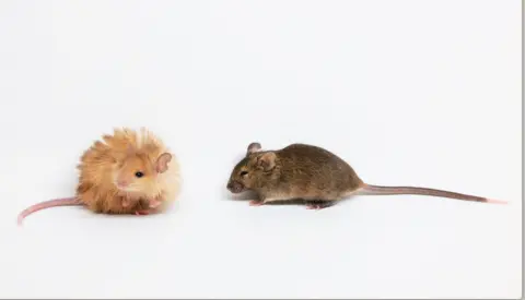 Colossal Biosciences Woolly mouse with long bright orange hair alongside a normal mouse with short  dark brown fur