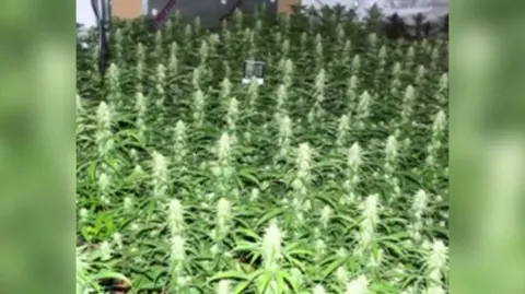 Cannabis plants found in New Basford