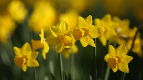 Getty Images Yellow daffodils in the sunshine
