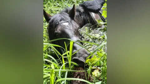 A close-up image of a dark brown horse stuck up to its neck in water in a river in which there is a lot of fauna and growth.