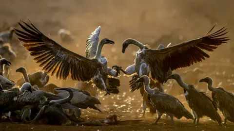 Peter Haygarth Two large vultures appear to battle each other, their talons raised towards each other off the ground and their wings outstretched. Many other birds are crowded around them