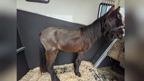 Supplied A starved horse. 