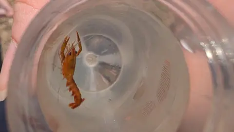 A close-up shows a small orange crustacean in a container being held above a sandy beach.