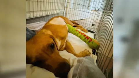 Suzanne Mckeown Golden labrador Cherry laying in her crate looking sad with a green cast on her front paw saying 'Cherry' with her side partially shaved